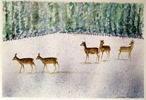 雪の中の鹿 作： Suzi Kennett